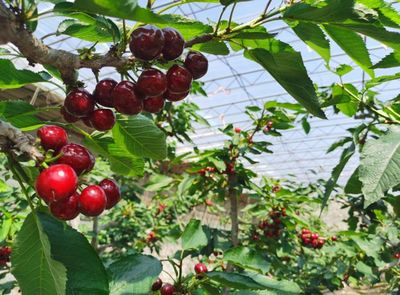 大連大櫻桃在滬開(kāi)展產(chǎn)銷對(duì)接活動(dòng)